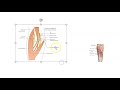 Muscle and Tendon Anatomy Concepts