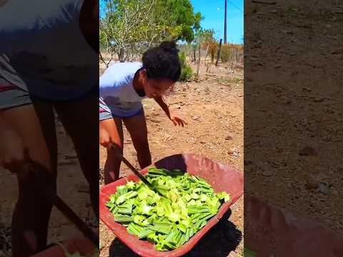 The Shocking Use of Cactus#farming #shorts #short
