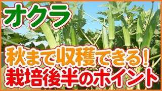 秋まで収穫！オクラ栽培後半に絶対やるべき管理とチェックポイントを徹底解説！【農園ライフ】
