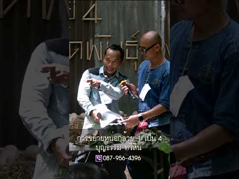 #การขยายหน่อกล้วย #พันธุ์กล้วย #ปลูกกล้วย #บุญธรรม_ทวีสิน //สามอาชีพฯ