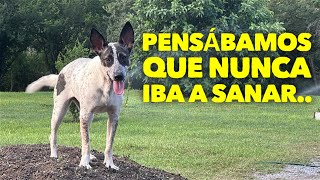 Advertencia!! Este video contiene imágenes muy fuertes . No sé si estés listo para ver esto!
