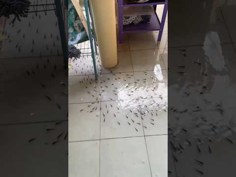 Rombongan Channa Limbata masuk ke dapur gara-gara banjir!!! #shorts