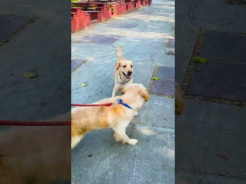 मेरा डॉग क्यों रोया😭#funnydogs #short