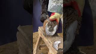The donkey's hoof is too big! It must be repaired in steps丨ASMR丨Donkey hoof cutting sound