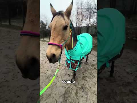 Girl saves pregnant horse