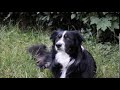 Border Collies Quiz