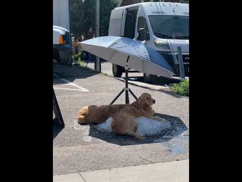 Golden Retrievers on the rocks