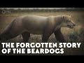 The Rise and Fall of Bear-Dogs