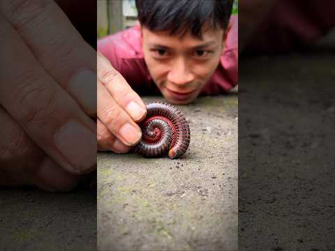 Cute Giant Europen Red Millipede #shorts #millipede