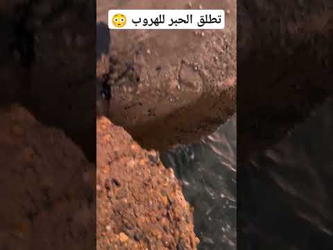 سبحان الله .. تطلق الحبر للهروب من الاعداء 😳😳