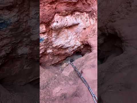 جرو الذيب #اكسبلور