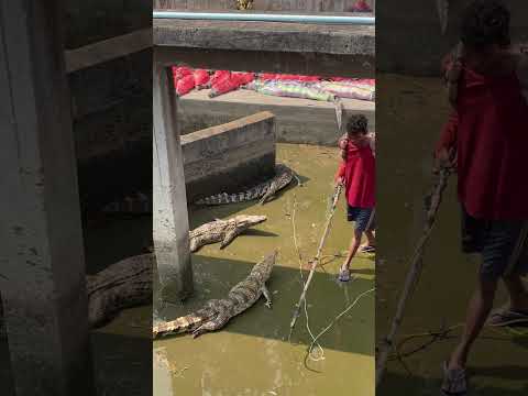 He had to be very careful when he went into the crocodile pool.#song #shortvideo #shorts #short