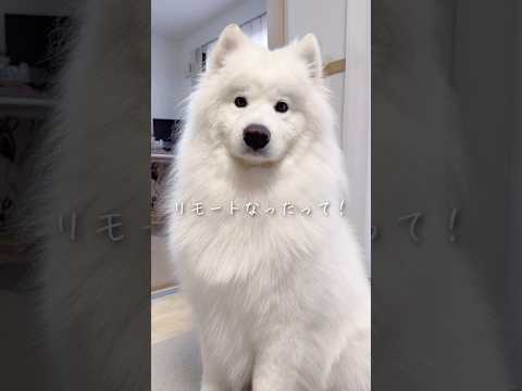 大好きなパパが出社して5分で帰ってきた時の大型犬の反応が可愛い #サモエド #samoyed #癒し