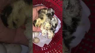 Sare tukey birds aur ducks ka baccha mar gea😭