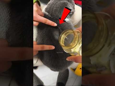 Magic Cat Fur 🐈🤯 #shorts #viralvideo