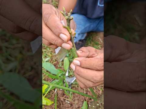 Mango Plants Grafting || मात्र 25 दिन में || Aam Ka Kalam Taiyar Karne Ka Tarika #farming #fruit