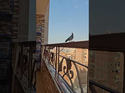 استدرجت الحمامه عشان احبسها