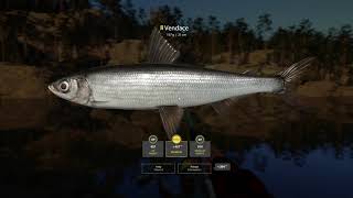 Russian Fishing 4 - How to use Match Rigs & Easy Christmas Kuori Challenge