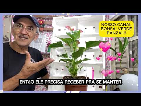 #ANTÚRIO RED BICOLOR! UM ESPETÁCULO!   #PauloBonsai​​​​​​​​​​​😉😍