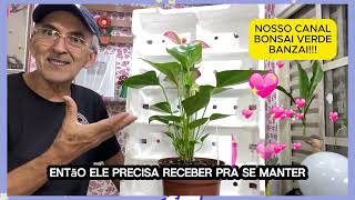 #ANTÚRIO RED BICOLOR! UM ESPETÁCULO!   #PauloBonsai​​​​​​​​​​​😉😍
