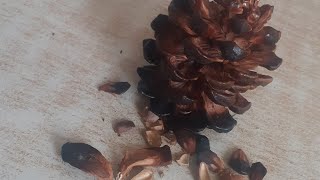 من ثمرة الصنوبر فكرة رووعة/Diy