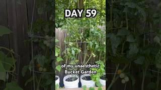My Tomato Plants Were Falling Over Until I Did THIS… 🍅 #gardening  #gardenhacks #growyourownfood