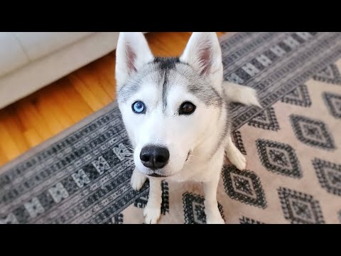 🔴 Come Hang Out With My Husky! (LIVE)
