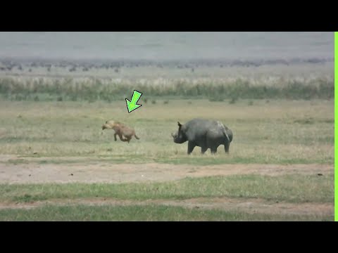 A HIENA PAGOU O PREÇO QUANDO ATACOU O RINOCERONTE