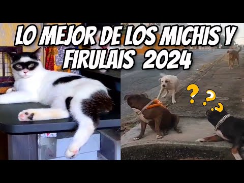 Lo Mejor de Firulaises y Michis 2024