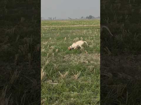 Hunting Quail with English pointer batair ka shika dog ka sath neting Quail in Pakistan #shorts