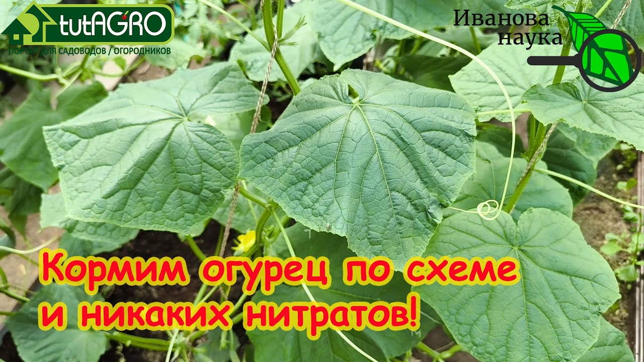 Бесконечный урожай: проверенная авторская схема подкормки огурца на урожай без нитратов!
