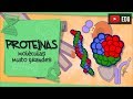 Understanding Proteins