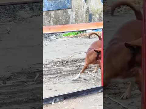 The FUNNIEST Mirror Reaction Ever 😭😂