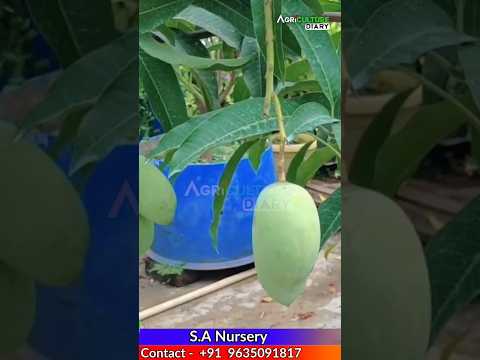 এবার অনলাইনে কিনতে পারবেন সমস্ত গাছের চারা #sanursery #fruitnursery #farming #বিদেশিফলেরগাছ #plant
