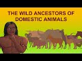 Domestication of Animals and Their Uses