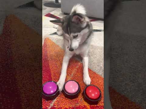 Sapphie the pomsky picks Mommy or Daddy | सफी द पोम्स्की ने माँ या पापा को चुना ?#shorts  #DogLove