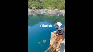 Large flatfish