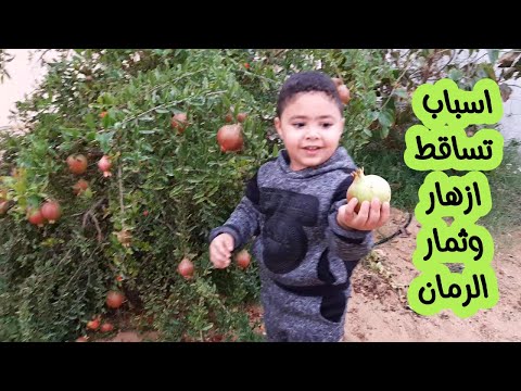 لماذا تتساقط ازهار وثمار الرمان الأسباب والحلول الفعالة لتساقط أزهار وثمار الرمان