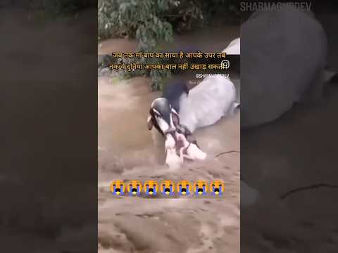 मां बाप का साया है जब तक आप पर आप का कोई बाल भी नही उखाड़ सकता