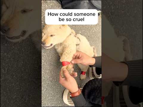 Puppy was tied up and abandoned 😱😱😱 #animal #dog #puppy #sad