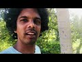 Understanding the Coconut Tree Analogy in Education