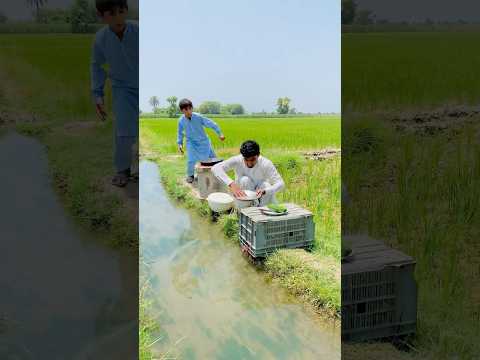 Chicken 🍗 Kharai Kahan Gib Ho Gye #teamdildarzia #youtubeshorts