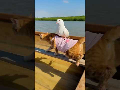 Cats' unexpected water adventure