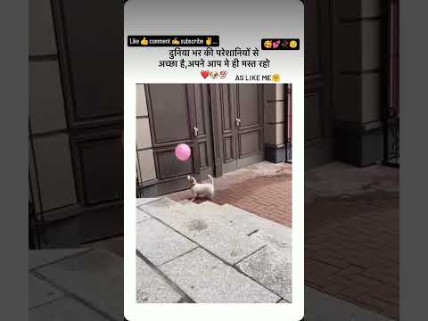 💕Chalao Na naino se baan re 💕#doglover 🐕#animals🦜 #trending✌️ #utubeshorts🔥 #2025 🤗#video 📸❤️🤗🐒😍💞🐕🤭🥀