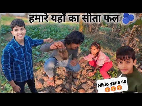 हमारे यहाँ का सीता फल 🫐 ||  New Vlogs 🥰  Kunali  @souravjvlogs New  Vlogs 🙂