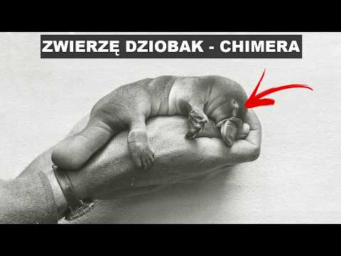 Dziobak to Ssak, Ptak i Gad w Jednym Ciele!