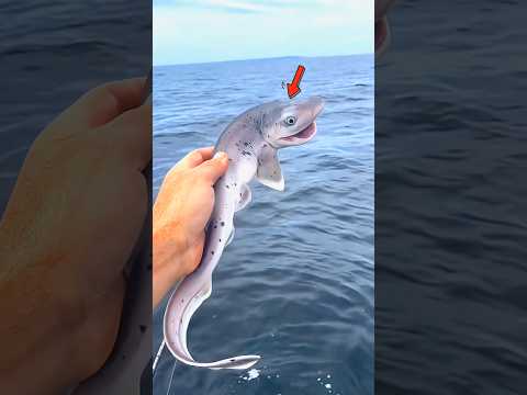 Man catches a smiling shark 😁😍 #shorts