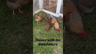 #Bielefelder #homesteading #chickensofyoutube