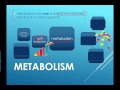 Metabolic Processes and Reactions