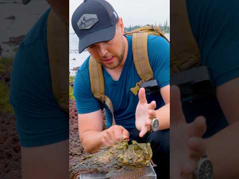 Worst Sting on Earth! (Stonefish)